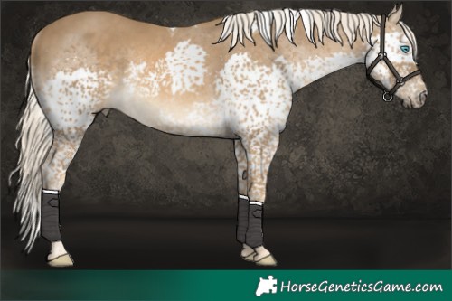 Horse Color:Chocolate Palomino Splash Tobiano Rabicano