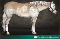 Horse Color:Chocolate Palomino Splash Tobiano Rabicano