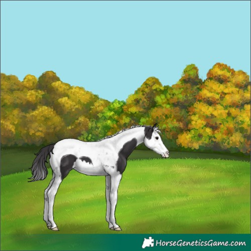 Horse Color:Smoky Black Splash Tobiano 