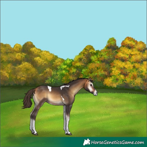 Horse Color:Buckskin Onyx Tobiano 