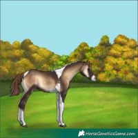 Horse Color:Liver Red Onyx Tobiano Rabicano