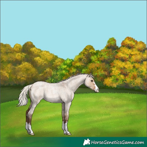 Horse Color:Silver Bay Roan Dun 