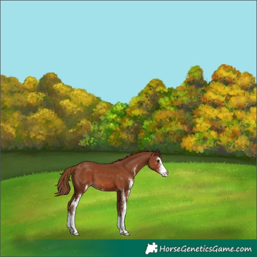 Horse Color:Chestnut Sabino 