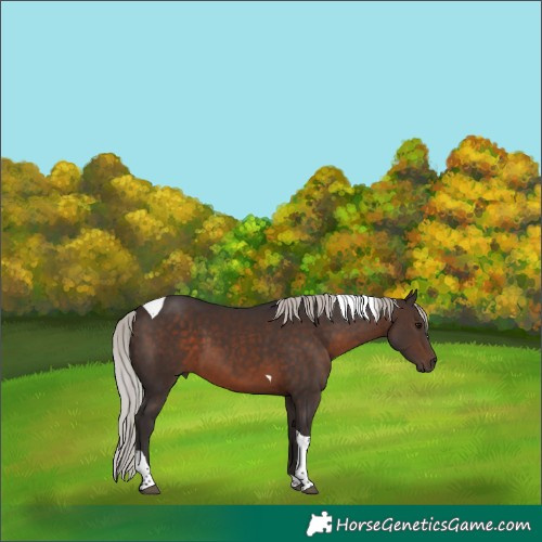 Horse Color:Silver Brown Tobiano Rabicano