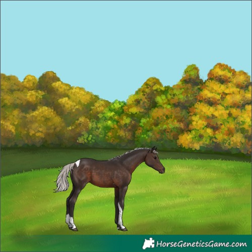 Horse Color:Silver Brown Tobiano Rabicano 