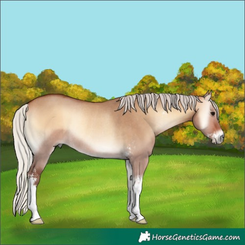 Horse Color:Silver Bay Onyx Sabino Rabicano