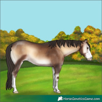 Horse Color:Liver Red Onyx Sabino 