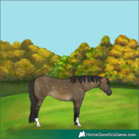 Horse Color:Buckskin Dun