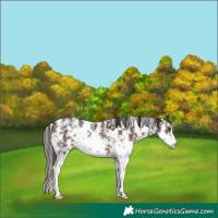Horse Color:Liver Chestnut Sabino 