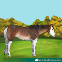 Horse Color:Bay Splash Rabicano 