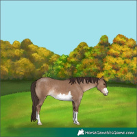 Horse Color:Liver Red Dun 