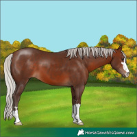 Horse Color:Silver Brown 