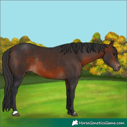 Horse Color:Unknown 