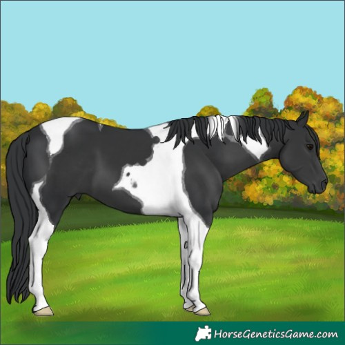 Horse Color:Black Tobiano