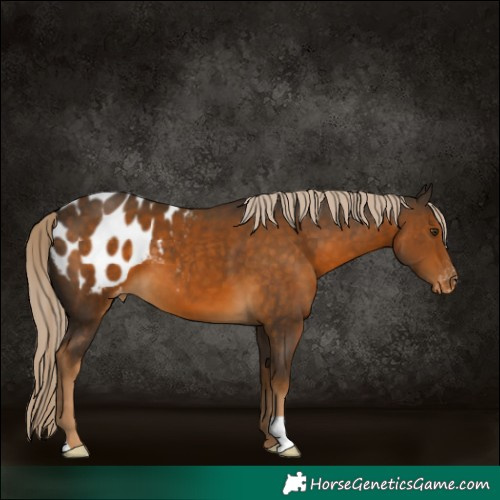 Horse Color:Chocolate Palomino Blanket
