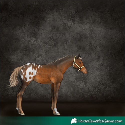 Horse Color:Chocolate Palomino Appaloosa 