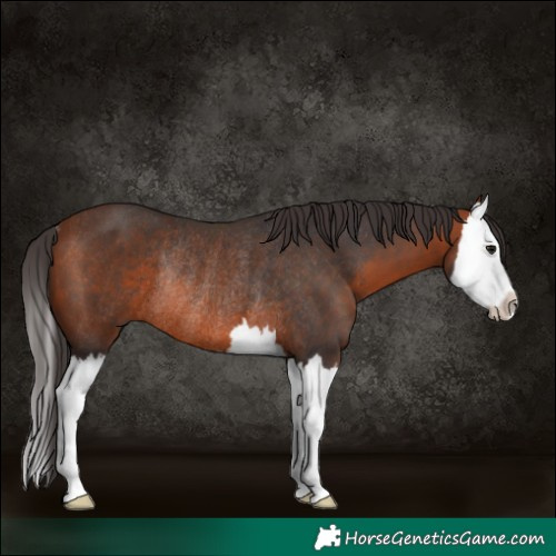 Horse Color:Bay Splash Rabicano 