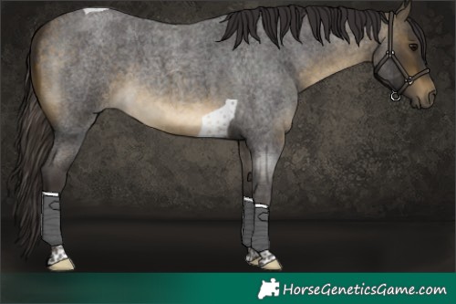 Horse Color:Buckskin Roan Tobiano 