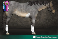 Horse Color:Buckskin Roan Tobiano