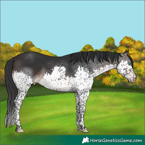 Horse Color:Brown Splash Tobiano Rabicano 