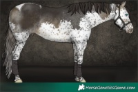 Horse Color:Buckskin Splash Tobiano Rabicano