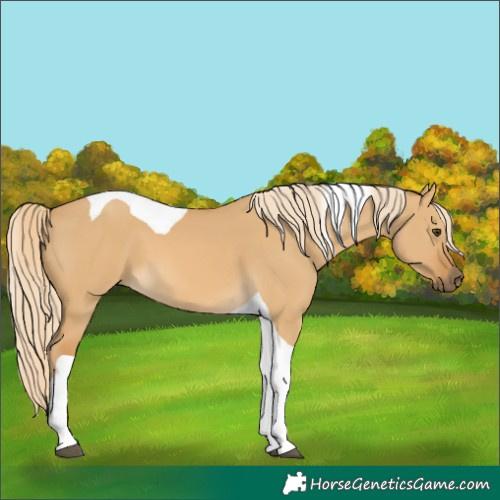 Horse Color:Palomino Dun Tobiano