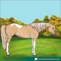 Horse Color:Palomino Dun Tobiano 