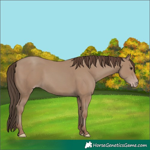 Horse Color:Classic Champagne