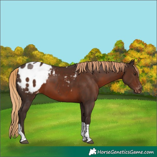 Horse Color:Liver Chestnut Tobiano Blanket