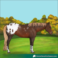 Horse Color:Liver Chestnut Tobiano Appaloosa 
