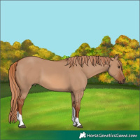 Horse Color:Red Dun Tobiano