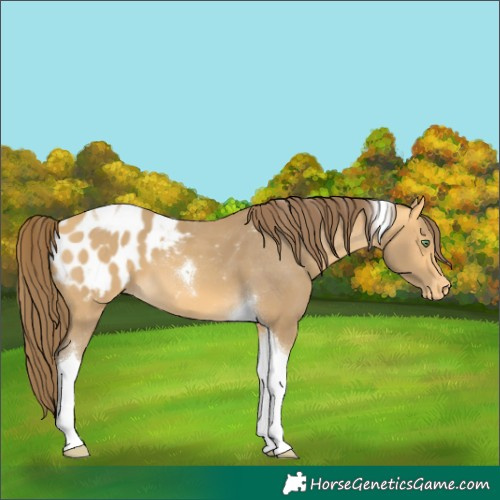 Horse Color:Amber Cream Champagne Tobiano Blanket