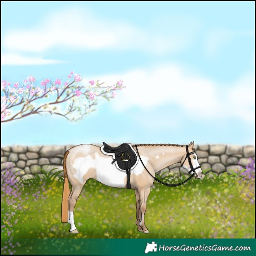 Horse Color:Bay Pearl Dun Frame Appaloosa 