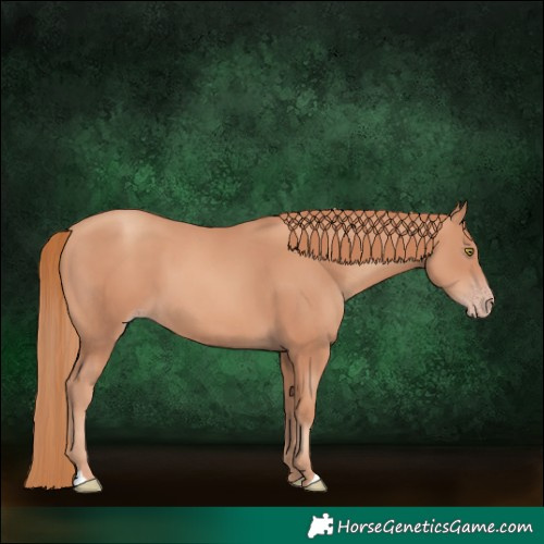 Horse Color:Gold Champagne 
