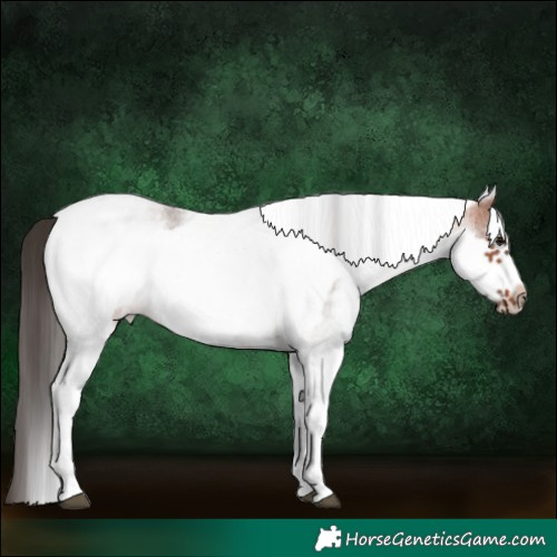 Horse Color:White Spotted Bay Roan Frame