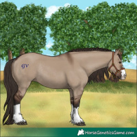 Horse Color:Liver Red Dun Rabicano