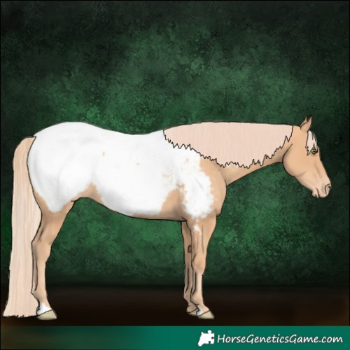 Horse Color:Gold Champagne Near Fewspot 