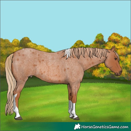 Horse Color:Red Roan Tobiano