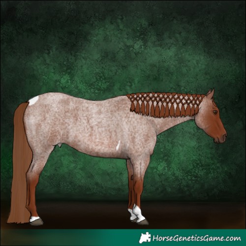 Horse Color:Red Roan Tobiano