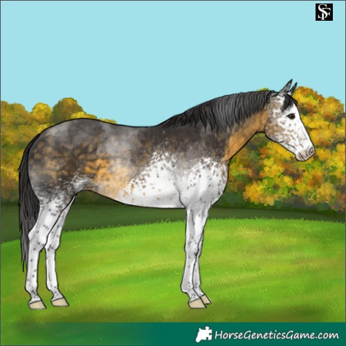 Horse Color:White Spotted Buckskin Tobiano