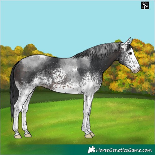 Horse Color:White Spotted Brown Tobiano 