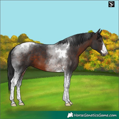 Horse Color:Brown Tobiano 