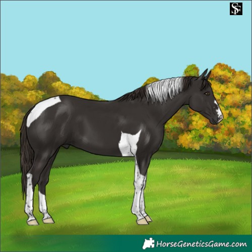 Horse Color:Liver Chestnut Tobiano 