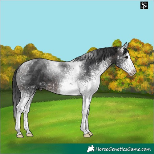 Horse Color:White Spotted Brown Tobiano