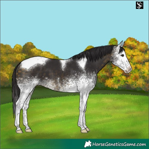 Horse Color:White Spotted Buckskin Tobiano 