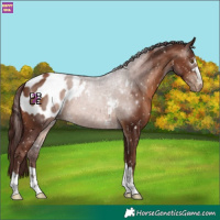 Horse Color:Gray Chocolate Brown Pearl Blanket