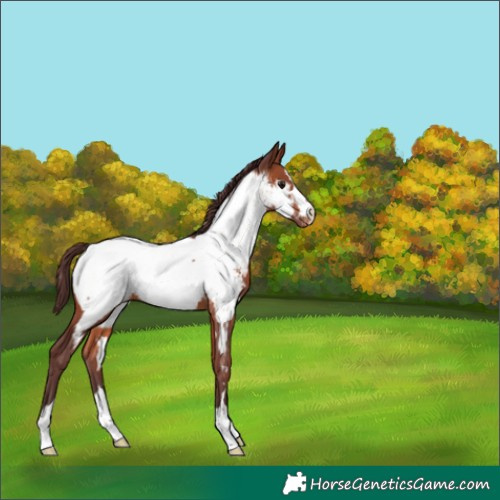 Horse Color:Chocolate Brown Appaloosa 