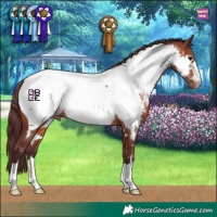 Horse Color:Chocolate Brown Appaloosa 