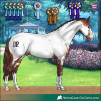 Horse Color:Chocolate Brown Appaloosa
