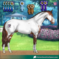 Horse Color:Chocolate Brown Appaloosa